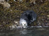 13May: Sea Otter, Sixty Foot Rock, Kachemak Bay, AK