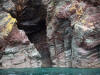 13May: Chert, Cohen Island, Kachemak Bay, AK