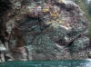 13May: Chert, Cohen Island, Kachemak Bay, AK