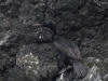 13May: Pelagic Cormorant, Gull Island, Kachemak Bay, AK