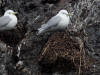 13May: Black-legged Kittiwake on nest, Gull Island, Kachemak Bay, AK