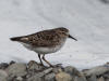 13May: Least Sandpiper, Anchor River, Anchor Point, AK