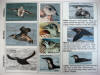 Murrelet comparison chart 1