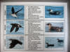 Murrelet comparison chart 2