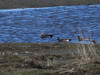 14May: Eurasian Wigeon, Beluga Slough Trail, Homer, AK