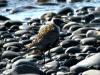 16May: Pacific Golden Plover, Anchor Point, AK