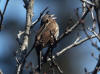 17May: Sooty Fox Sparrow, Whiskey Gulch, Sterling Hwy, AK