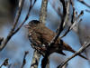 17May: Sooty Fox Sparrow, Whiskey Gulch, Sterling Hwy, AK