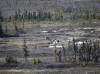 17May: Woodland Caribou, Kenai River Special Management Area, Kenai, AK