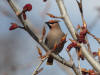 17May: Bohemian Waxwing, Kenai River Special Management Area, Kenai, AK