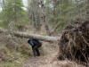 19May: Windstorm damaged hiking trail, Captain Cook State Park, Kenai Peninsula, AK