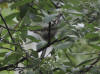 12Aug: Ruby-crowned Kinglet (juvenile), KM446, Dempster Hwy, YT