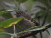 12Aug: Ruby-crowned Kinglet (juvenile), KM446, Dempster Hwy, YT