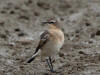 12Aug: Northern Wheatear, YT-NWT border, Dempster Hwy, NWT