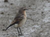 12Aug: Northern Wheatear, YT-NWT border, Dempster Hwy, NWT