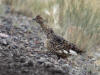 12Aug: Rock Ptarmigan, KM12, Dempster Hwy, NWT