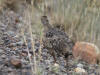 12Aug: Rock Ptarmigan, KM12, Dempster Hwy, NWT