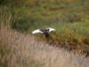 12Aug: Rock Ptarmigan, KM12, Dempster Hwy, NWT
