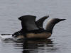 12Aug: Pacific Loon, Midway Lake, Dempster Hwy, NWT