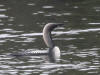 12Aug: Pacific Loon, Midway Lake, Dempster Hwy, NWT