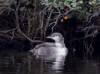 12Aug: Pacific Loon (juvenile), Midway Lake, Dempster Hwy, NWT