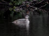 12Aug: Pacific Loon (juvenile), Midway Lake, Dempster Hwy, NWT