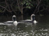 12Aug: Pacific Loon, Midway Lake, Dempster Hwy, NWT