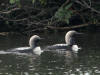 12Aug: Pacific Loon, Midway Lake, Dempster Hwy, NWT