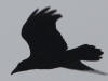 12Aug: Common Raven, Midway Lake, Dempster Hwy, NWT