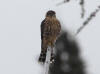 12Aug: Merlin, Midway Lake, Dempster Hwy, NWT