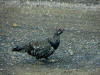 12Aug: Spruce Grouse, Nitainlaii Territorial Park, KM76, NWT