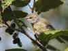 14Aug: Yellow Warbler (juvenile), Boot Lake Trail, Inuvik, NWT