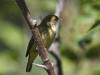 14Aug: Yellow Warbler (juvenile), Boot Lake Trail, Inuvik, NWT