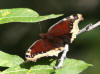 14Aug: Mourning Cloak, Boot Lake Trail, Inuvik, NWT