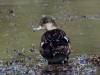 14Aug: American Wigeon, Inuvik, NWT