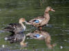 14Aug: Northern Pintail & Mallard, Inuvik, NWT