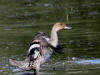 14Aug: Northern Pintail, Inuvik, NWT