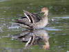14Aug: Northern Pintail, Inuvik, NWT