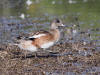 14Aug: American Wigeon, Inuvik, NWT