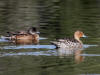 14Aug: American Wigeon & Northern Pintail, Inuvik, NWT