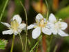 14Aug: Northern Grass-of-Parnassus, Inuvik, NWT