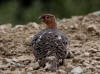 15Aug: Willow Ptarmigan, KM40, Dempster Highway, NWT
