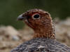 15Aug: Willow Ptarmigan, KM40, Dempster Highway, NWT