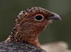 15Aug: Willow Ptarmigan, KM40, Dempster Highway, NWT