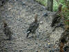 15Aug: Rock Ptarmigan (juvenile), KM28, Dempster Highway, NWT