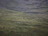 15Aug: Grizzly Bear, KM13, Dempster Highway, NWT