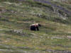15Aug: Grizzly Bear, KM13, Dempster Highway, NWT