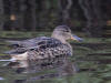 16Aug: Mallard, south of NWT border, KM462, Dempster Hwy, YT