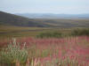 16Aug: South of NWT border, KM462, Dempster Highway, YT