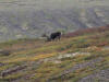 16Aug: Woodland Caribou, KM462, Dempster Highway, YT